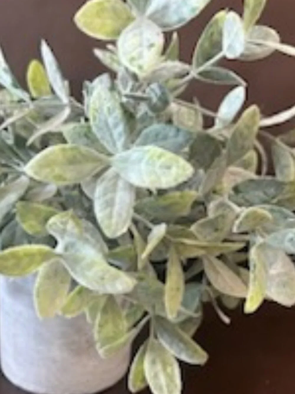 Set of 3 French Country Lifelike Greenery in Rustic Pot Coffee Table Decor
